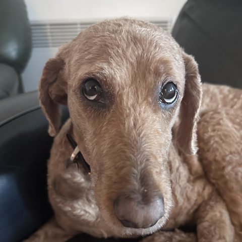 Un chien frisé qui t'attend sur un fauteuil